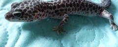 male - Super macksnow - nee le 14.04.11